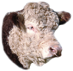 herefordbull