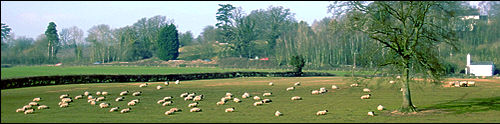 pastoral