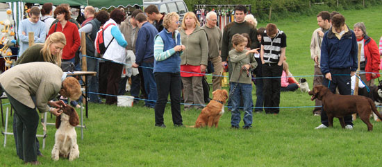 dogs